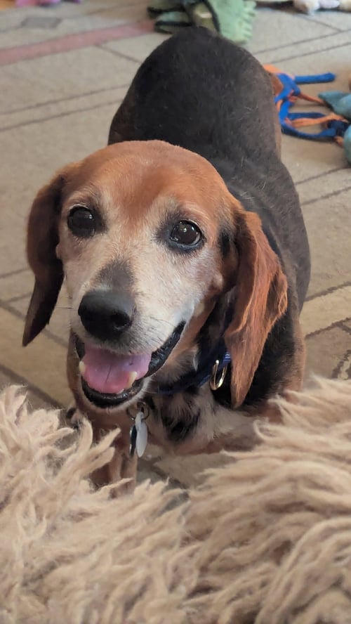 GRAMPS - Beagle available for adoption