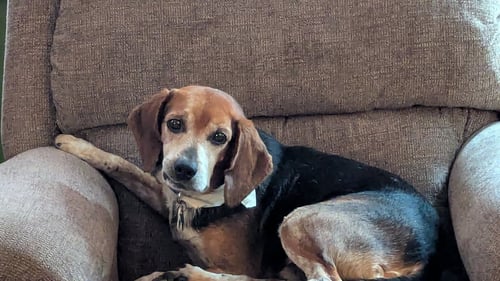 GRAMPS - Beagle available for adoption