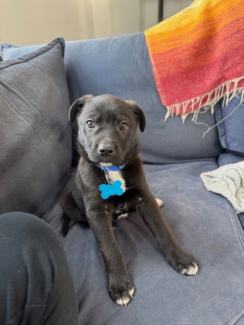 DRAKE - Black Labrador Retriever available for adoption