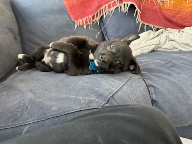 DRAKE - Black Labrador Retriever available for adoption