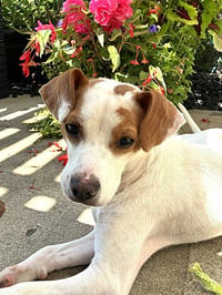 Buddy - Photo 4