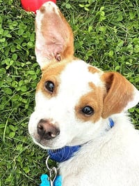 Buddy - Photo 1