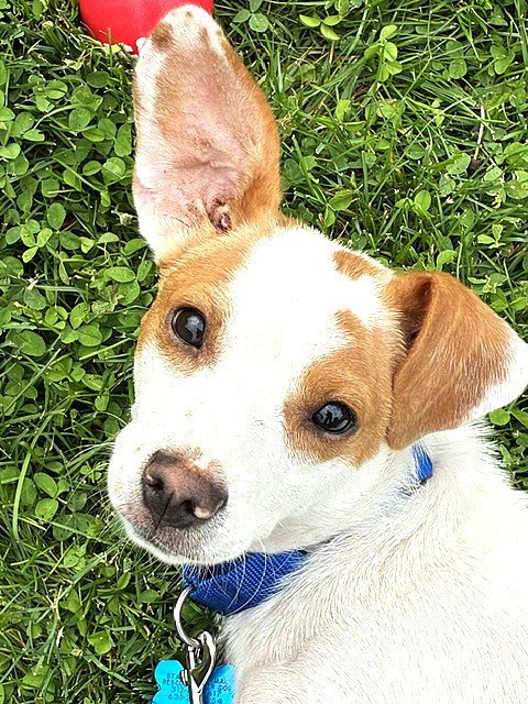 BUDDY - Jack Russell Terrier available for adoption
