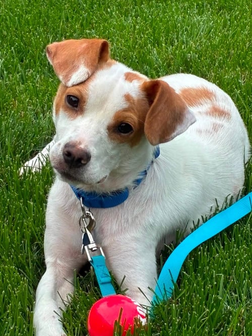 BUDDY - Jack Russell Terrier available for adoption