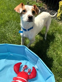 Buddy - Photo 3