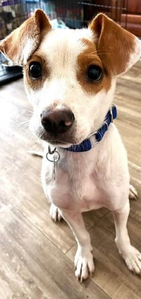 Buddy - Photo 5