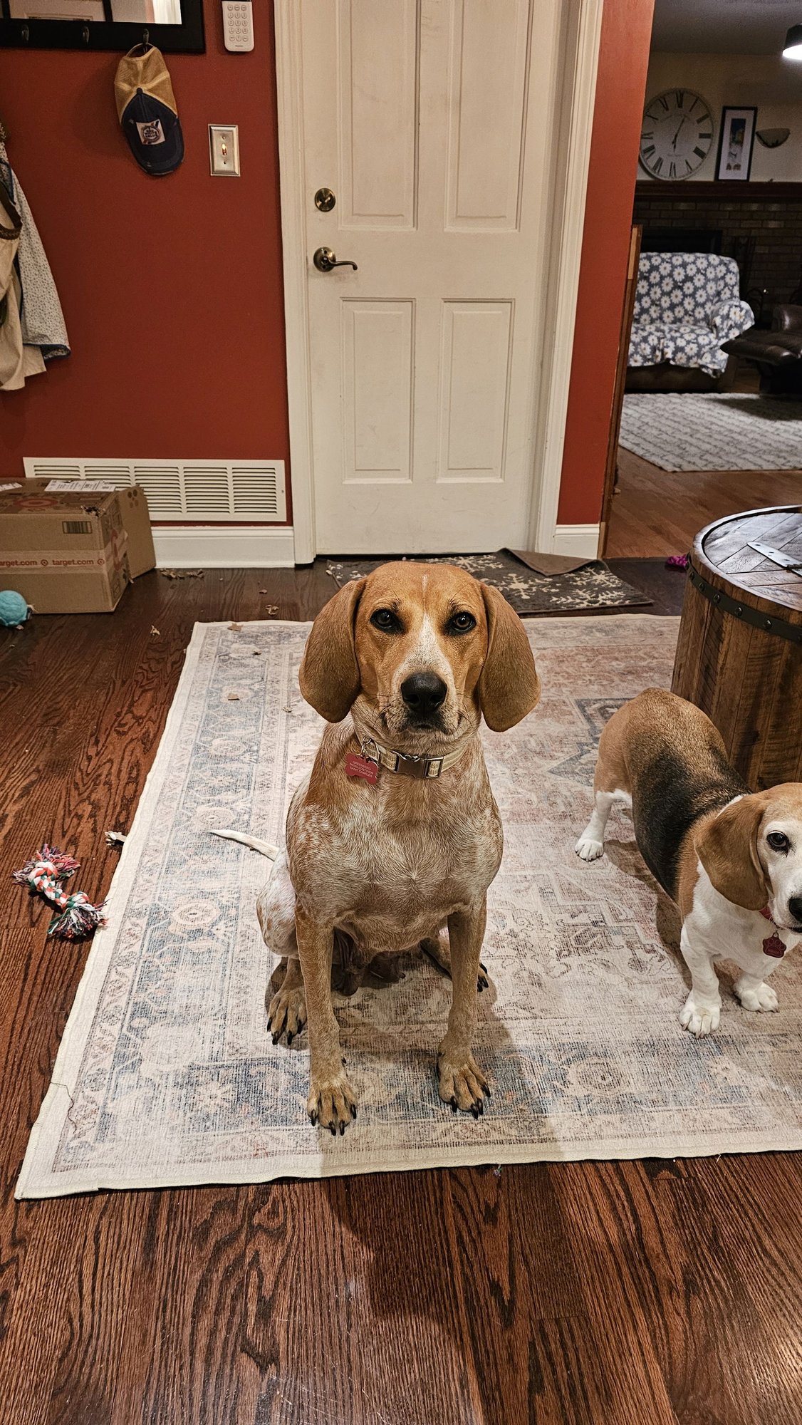 ROSIE - Coonhound available for adoption