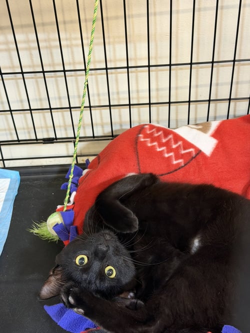 PINKY FLOYD - Domestic Short Hair available for adoption