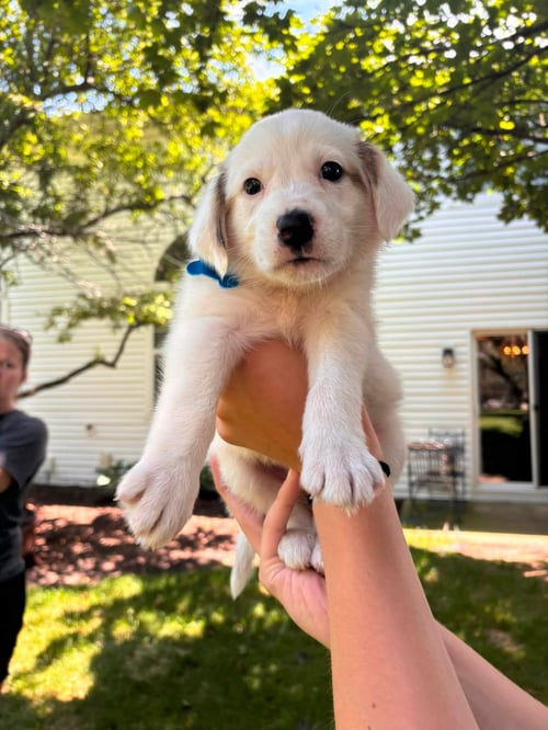 DOLLY - Australian Shepherd available for adoption