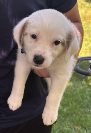 DOLLY - Australian Shepherd available for adoption