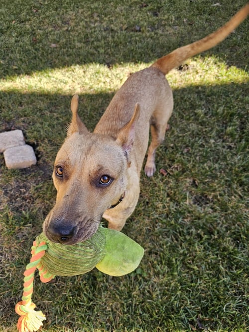 GINNY - Shepherd / Labrador Retriever available for adoption