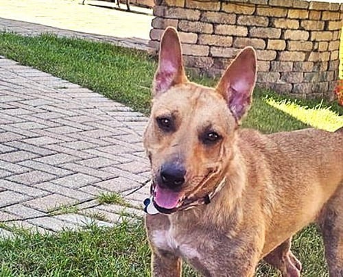 GINNY - Shepherd / Labrador Retriever available for adoption