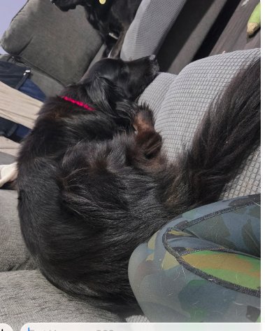 PENELOPE - Collie available for adoption