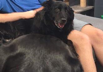 PENELOPE - Collie available for adoption