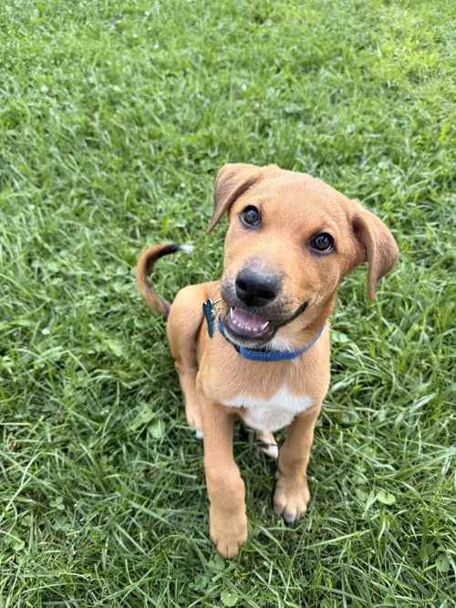 RUSTY - Hound available for adoption