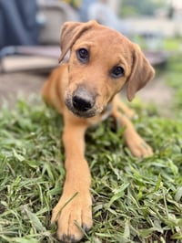 Rusty - Photo 2