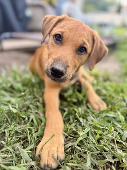 RUSTY - Hound available for adoption