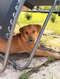 Rusty - Photo 4