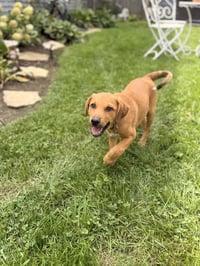 Rusty - Photo 3