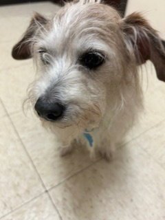 ANGEL - Terrier available for adoption