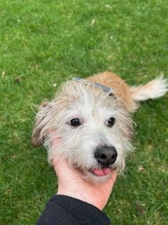 ANGEL - Terrier available for adoption