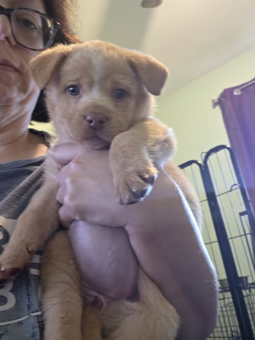 PUMPKIN - Chihuahua / Corgi available for adoption