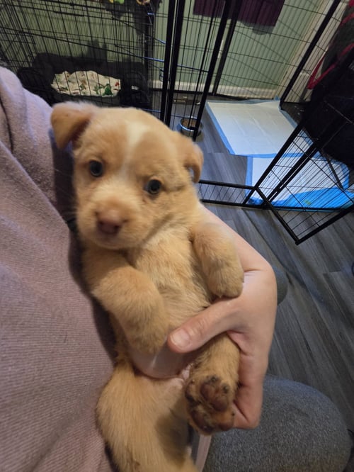 PUMPKIN - Chihuahua / Corgi available for adoption