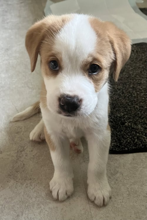 CYRUS - Great Pyrenees available for adoption