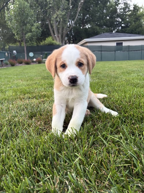 CYRUS - Great Pyrenees available for adoption