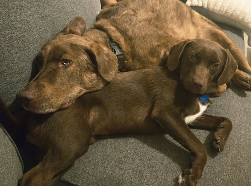 KOBE - Labrador Retriever available for adoption