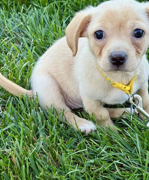 JOON - Beagle available for adoption