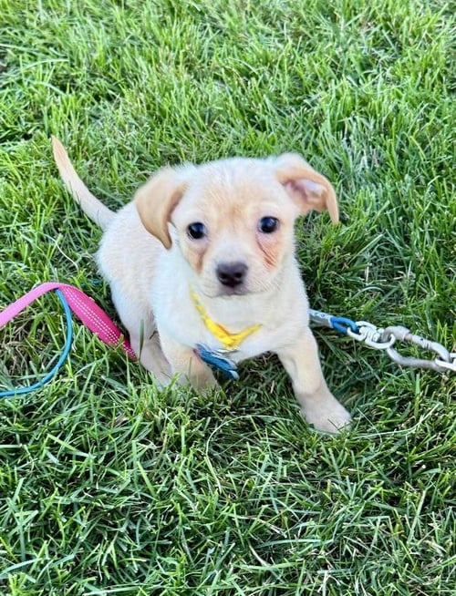 JOON - Beagle available for adoption