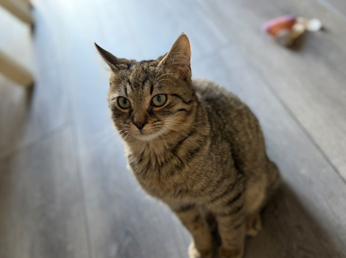 STEVE - Domestic Short Hair for adoption in Aurora