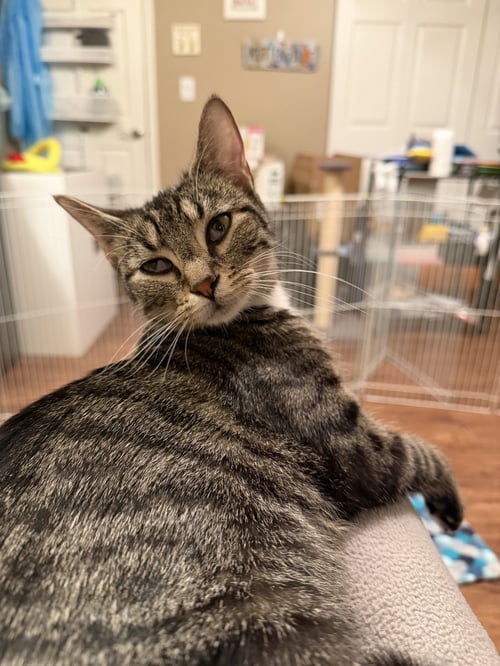 KAENA - Domestic Short Hair available for adoption