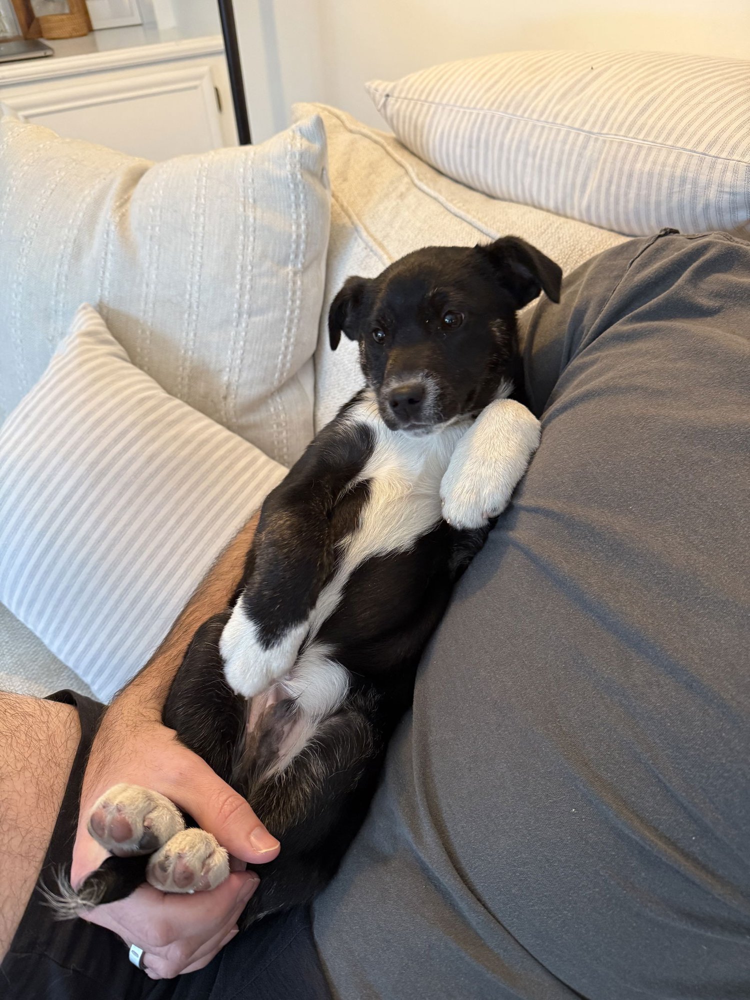 BUZZ - Collie / Labrador Retriever available for adoption