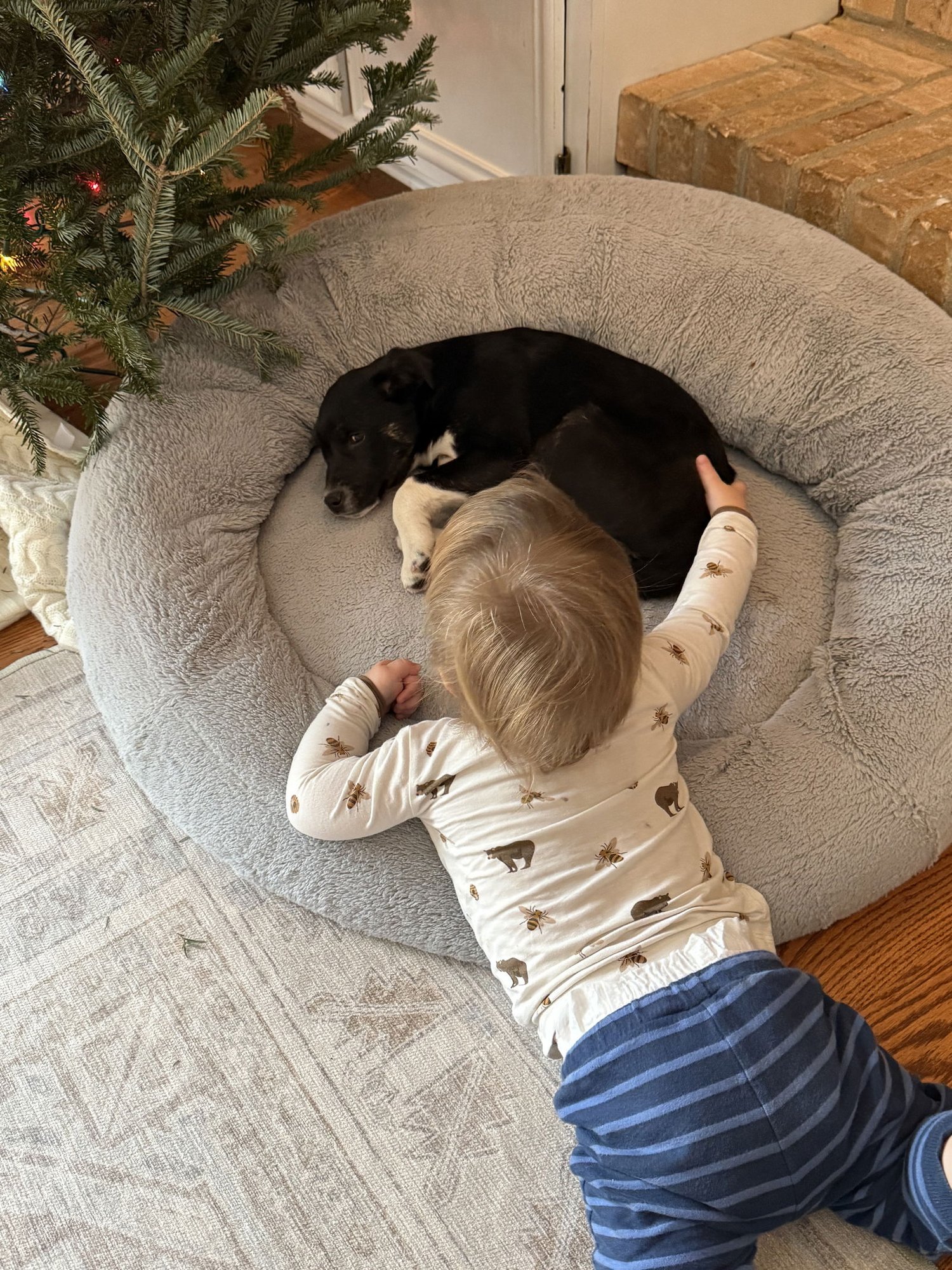 BUZZ - Collie / Labrador Retriever available for adoption