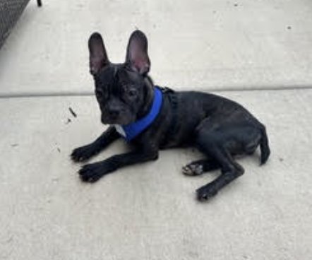 Bruce Image