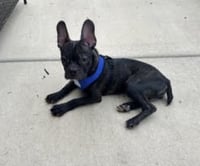 Bruce - Photo 1