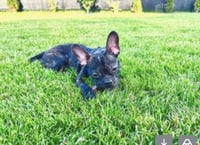 Bruce - Photo 2
