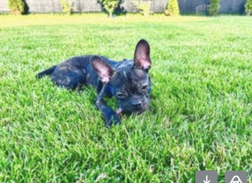 BRUCE - Boston Terrier available for adoption