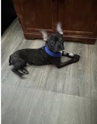 Bruce - Photo 3