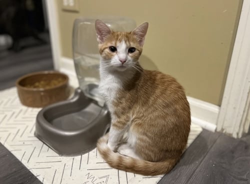 GRACIE - Domestic Short Hair for adoption in Aurora