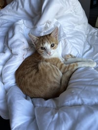 Gracie - Photo 4