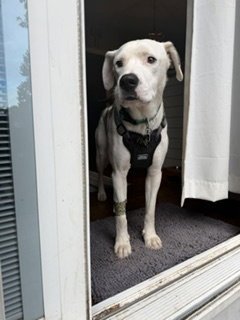 MARBLE - Hound available for adoption