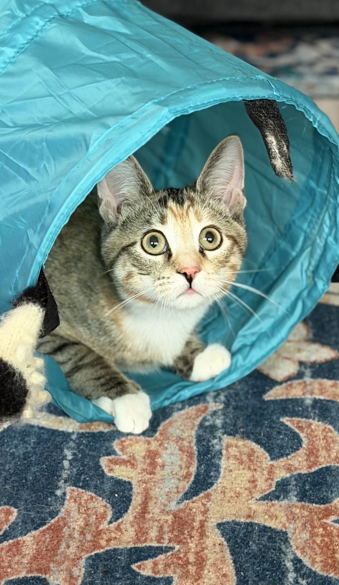 CARA - Domestic Short Hair available for adoption