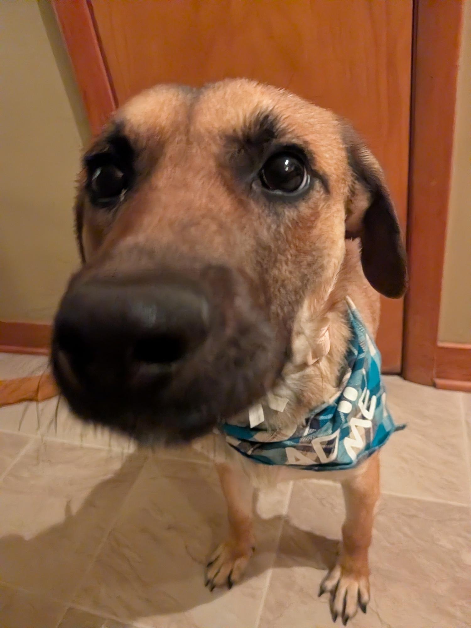 GEORGIA - Mountain Cur available for adoption