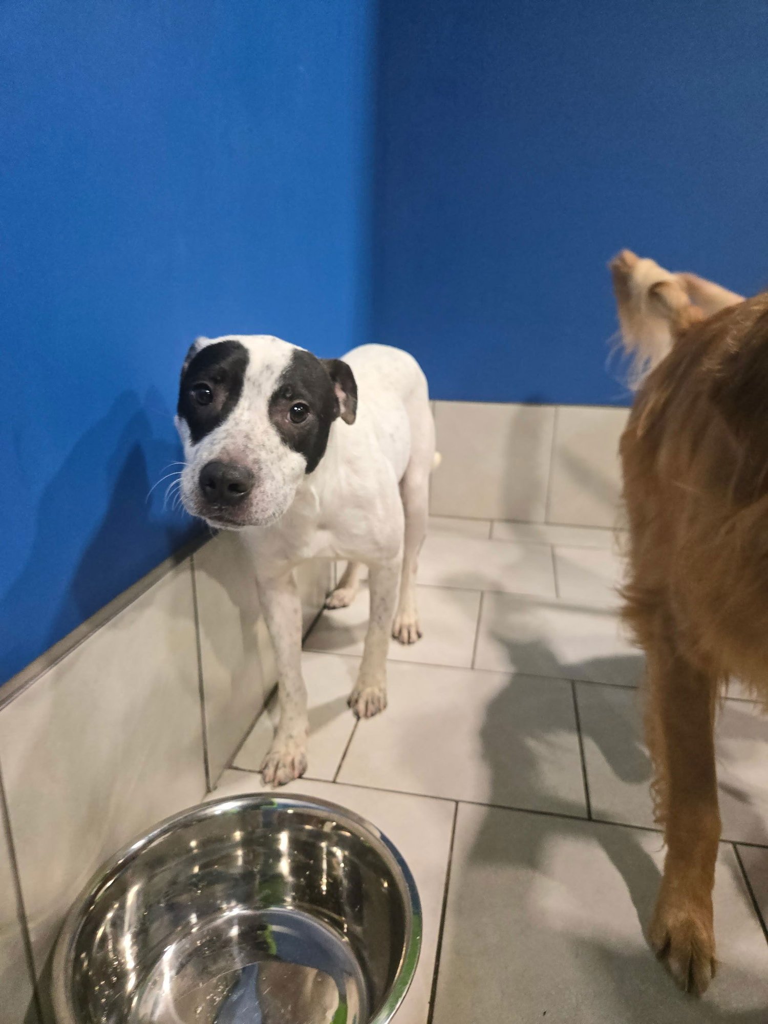 BINGO - Terrier available for adoption