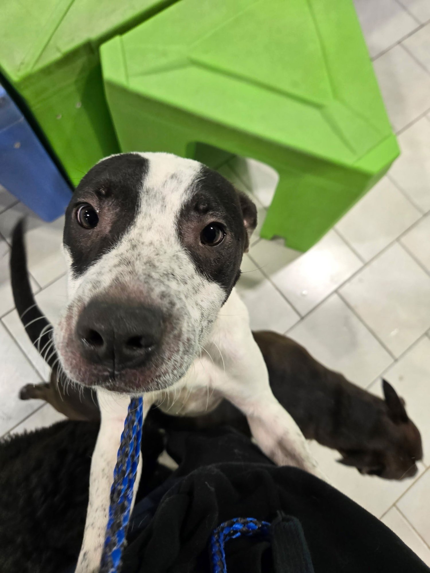 BINGO - Terrier available for adoption