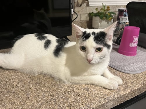 SUGAR - Domestic Short Hair available for adoption