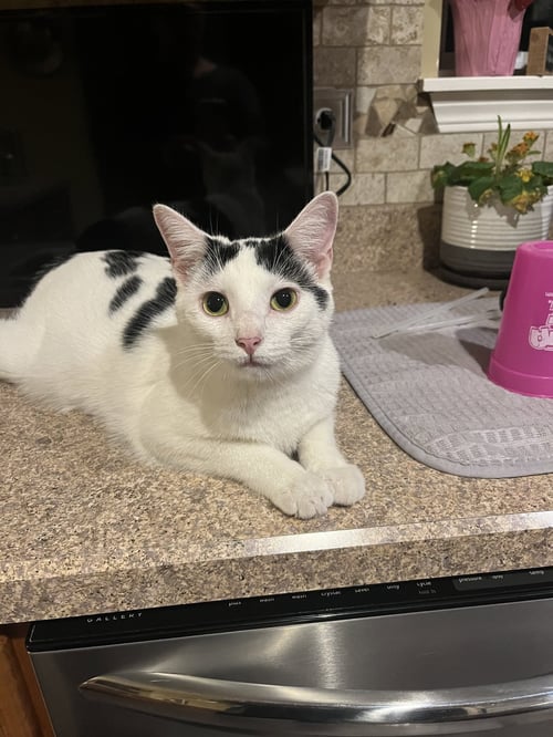 SUGAR - Domestic Short Hair available for adoption